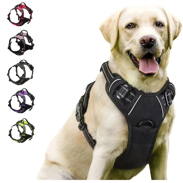 Ensemble Harnais et Laisse Premium pour Chien