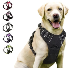 Ensemble Harnais et Laisse Premium pour Chien