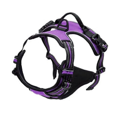 Ensemble Harnais et Laisse Premium pour Chien